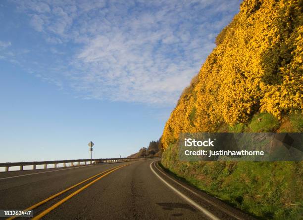 Желтый Цветы — стоковые фотографии и другие картинки Береговая линия - Береговая линия, Орегон - штат США, Штат Вашингтон