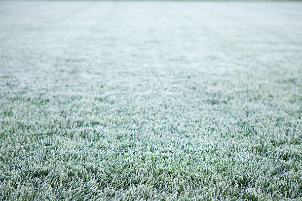 Frosty Grass stock photo