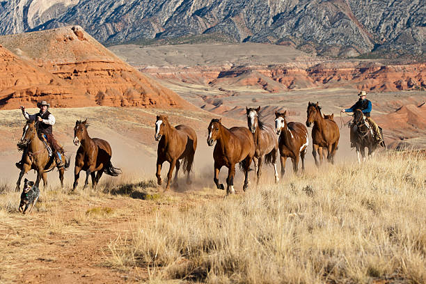 istock Dog leads as Cowboys drive horses 183263703