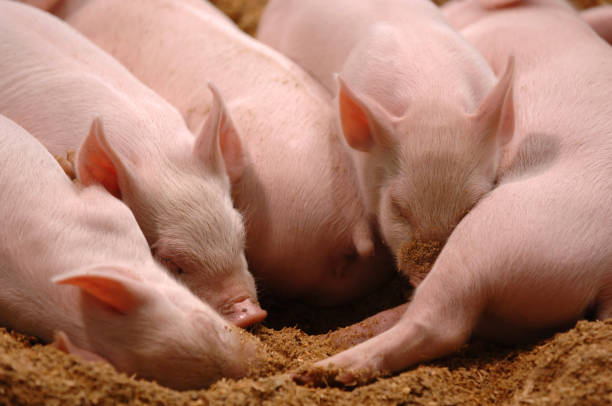돼지 침대 - pig piglet butcher ranch 뉴스 사진 이미지