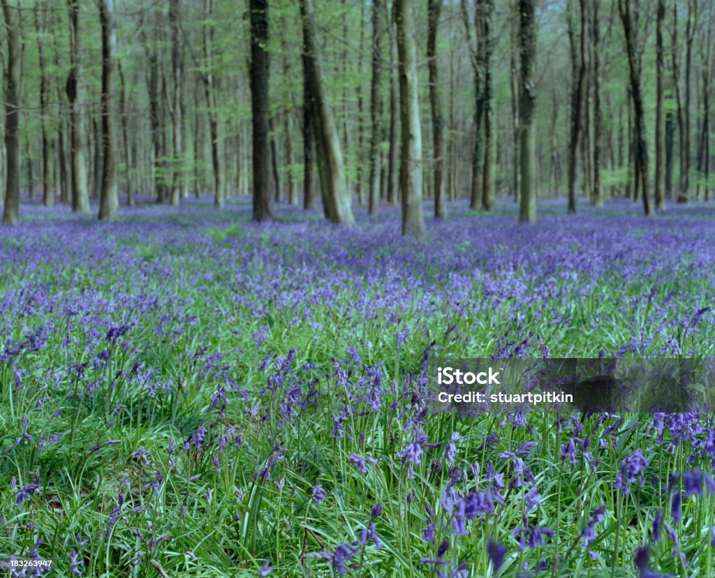 Bluebell wood springtime. A bluebell wood in the south of England in May. Blue Stock Photo