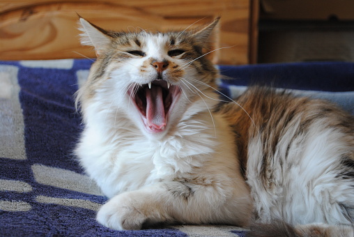 adult white and gray cat yawning on the bed.
