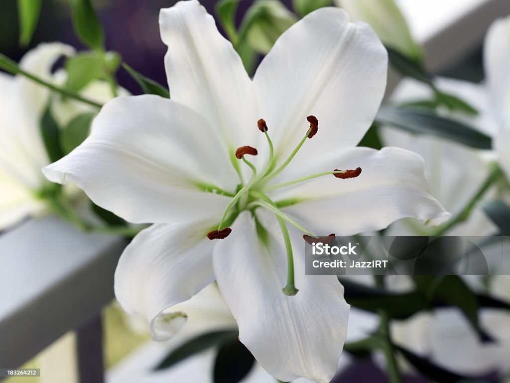 Lilies flor primer plano - Foto de stock de Belleza de la naturaleza libre de derechos
