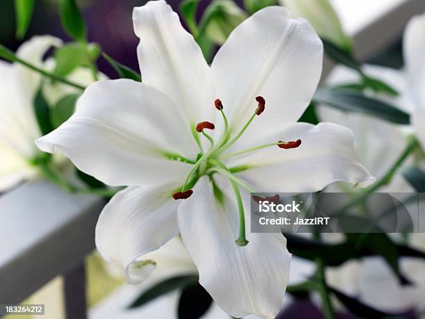 Lilies Flor Primer Plano Foto de stock y más banco de imágenes de Belleza de la naturaleza - Belleza de la naturaleza, Blanco - Color, Cabeza de flor