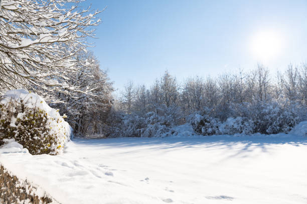 Winter forest with snowy tree canopy covered in deep snow blanket on sunny winter day