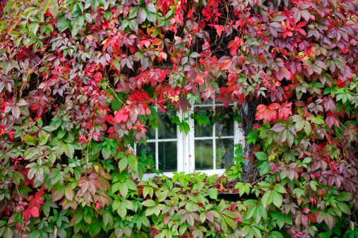 Welsh cottage covered in Virginia Creeper or five-leaved ivy (Parthenocissus quinquefolia).