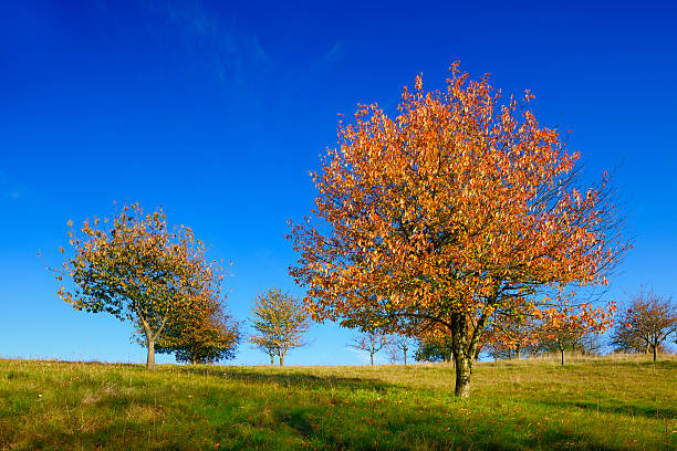 istock Autumn Landscape with Blazing Cherry Tree in Orchard 183264537