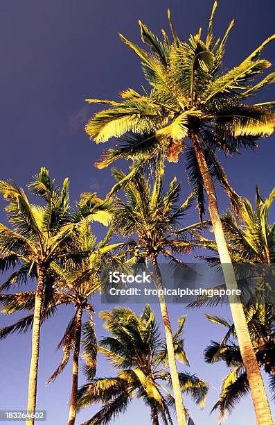 Usa Hawaii Oahu North Shore Palme Da Cocco - Fotografie stock e altre immagini di Albero - Albero, Albero tropicale, Clima tropicale