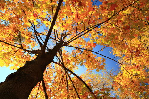 Autumn tree - fall leaves - scroll DOWN for more: