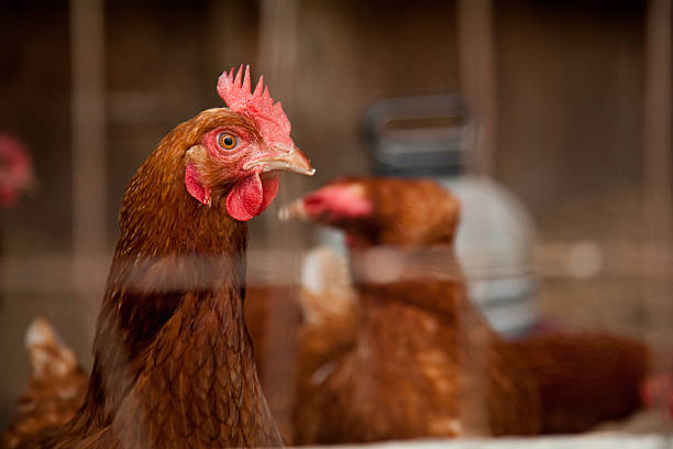 Red Chicken Profile in a Wire Cage With Other Turkeys.