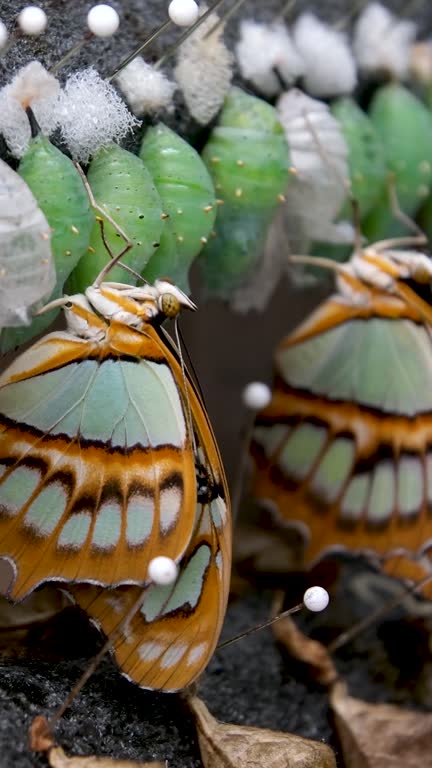 There are a lot of dolls hanging in a row in the arboretum, reproduction of exotic butterflies. A bright butterfly hatched from a cocoon.