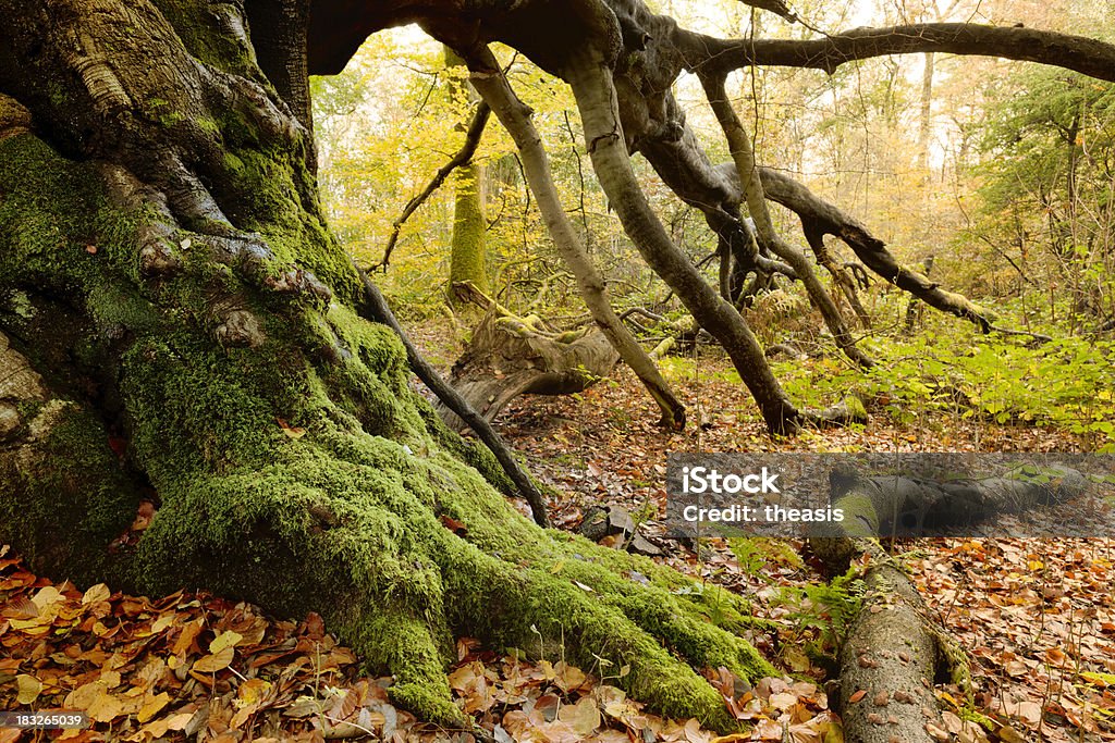 Foto di un vecchio albero in legno con foglie d'autunno - Foto stock royalty-free di Albero