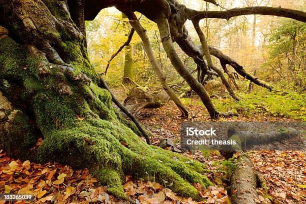 Foto Di Un Vecchio Albero In Legno Con Foglie Dautunno - Fotografie stock e altre immagini di Albero