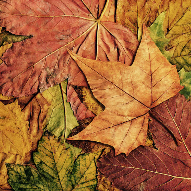 istock High Resolution Isolated Maple Dry Leaf On Autumn Foliage Background 183265160