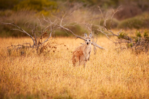 Red kangaroo in the wild in Western Australia A red kangaroo in the wild. red kangaroo stock pictures, royalty-free photos & images