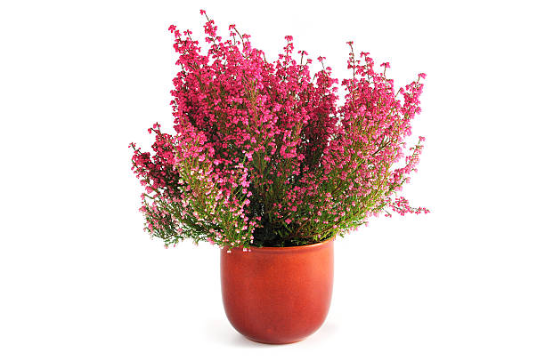 erica heather in flower pot "erica flower (Calluna vulgaris), heather in flower pot" erica flower stock pictures, royalty-free photos & images