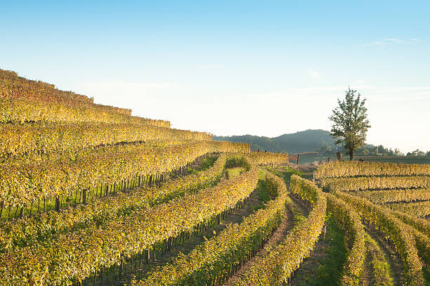 istock Nice vineyard landscape in north of Italy 183265214