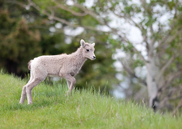 istock Cute baby big horn sheep looking for mother 183265267