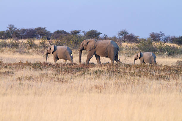 istock Small Elephant herd, Etosha National Park, Namibia 183265411