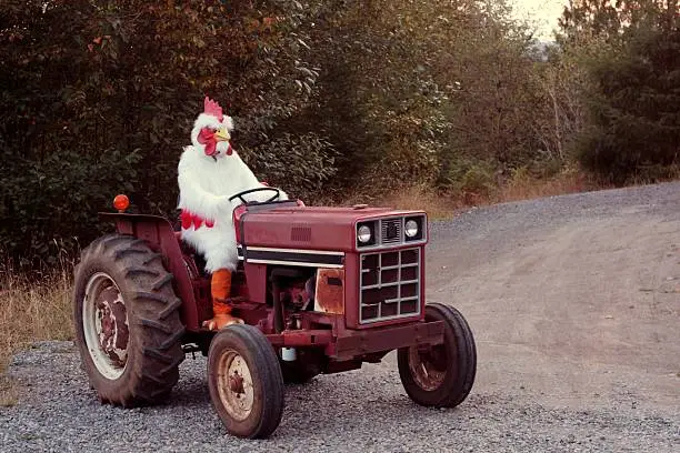 "A farmer in a rooster costume, driving a farm tractor.All images in this series..."