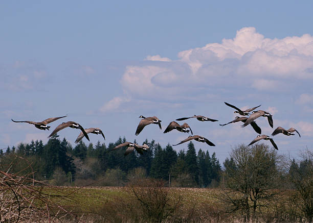 Canadian Geese Taking to the Air stock photo