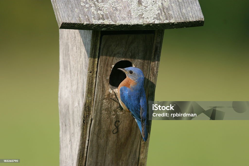 Bluebird - Zbiór zdjęć royalty-free (Bez ludzi)