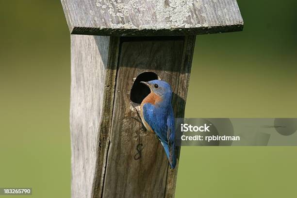 Bluebird - zdjęcia stockowe i więcej obrazów Bez ludzi - Bez ludzi, Błękitnik, Fotografika
