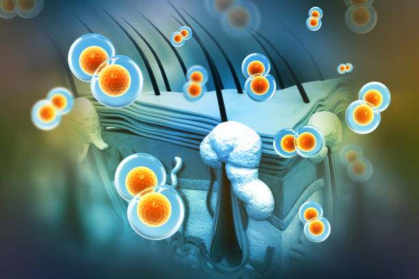 istock Human hair anatomy. Cell division. 3d illustration 1832659865