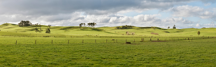 New Zealand farm fields in rich warm late afternoon light.