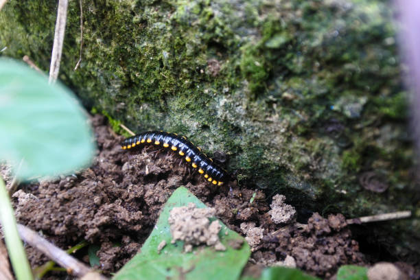 istock Contrast in Motion: Harpaphe Haydeniana’s Journey 1832660900