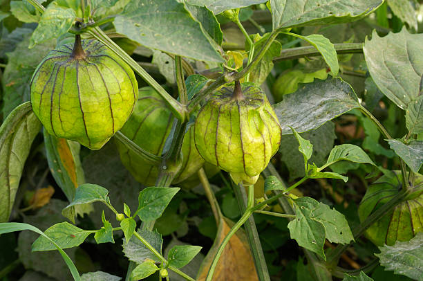 istock Close-up of Tomatillo on the Vine 183266131
