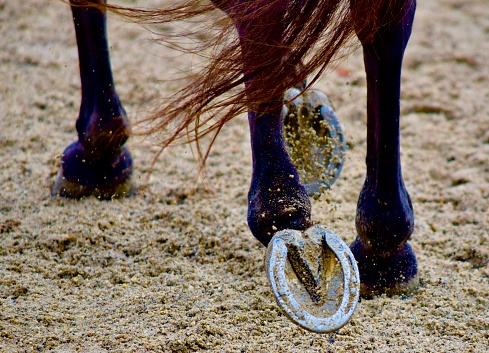 A horse trots showing off its shoes