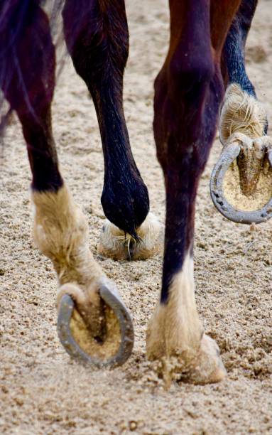 istock Horse shoes on horse 1832661421