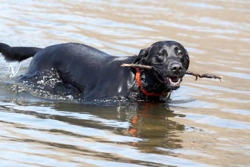 A black labrador enjoys retrieving sticks from the water