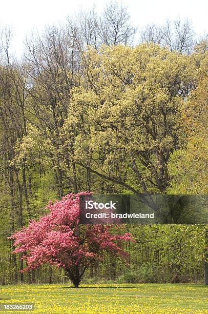 Foto de Cornus Florida E Dentes De Leão e mais fotos de stock de Ajardinado - Ajardinado, Alegria, Amarelo