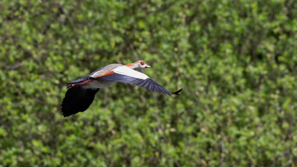 istock Egyptian goose flying by over a pond 1832665097