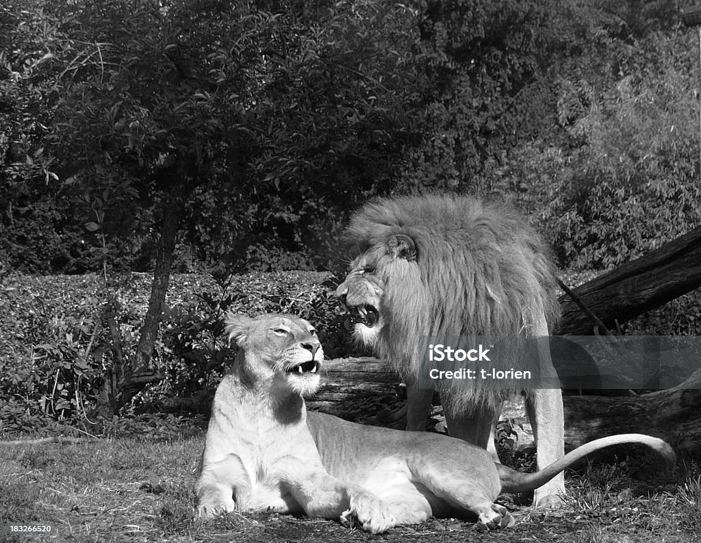 Lion lieben. - Lizenzfrei Bedrohte Tierart Stock-Foto