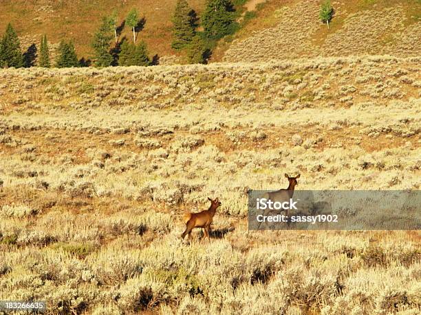 에우크 암사슴 Fawn 필드 0명에 대한 스톡 사진 및 기타 이미지 - 0명, 갈색, 경관