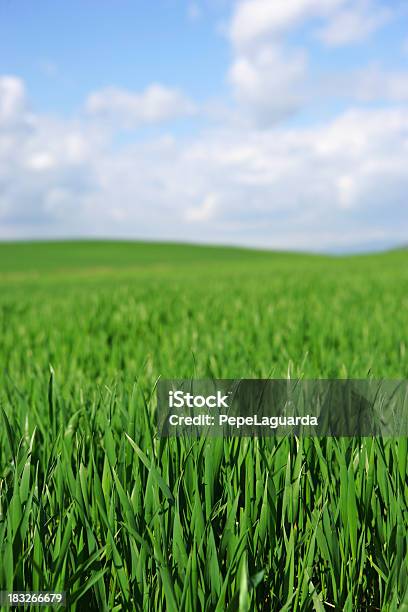 Campo Di Primavera - Fotografie stock e altre immagini di Agricoltura - Agricoltura, Ambientazione tranquilla, Ambiente