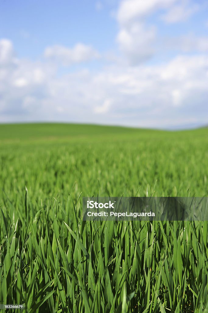 Spring поле - Стоковые фото Бесконечность роялти-фри