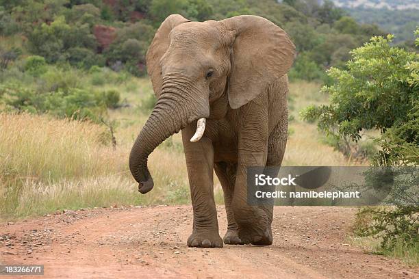 Foto de Elefante Africano e mais fotos de stock de Alto - Descrição Geral - Alto - Descrição Geral, Animais de Safári, Animal