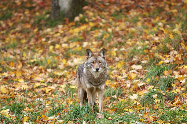 Adult Coyote in Autumn stock photo