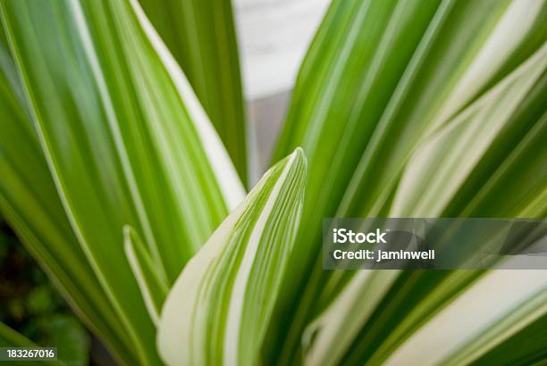 Grünes Blatt Nahaufnahme Abstrakter Hintergrund Stockfoto und mehr Bilder von Abstrakt - Abstrakt, Bildhintergrund, Blatt - Pflanzenbestandteile