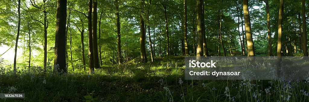 Sonnenaufgang im Wald, Frühling-Wald-panorama - Lizenzfrei Baum Stock-Foto