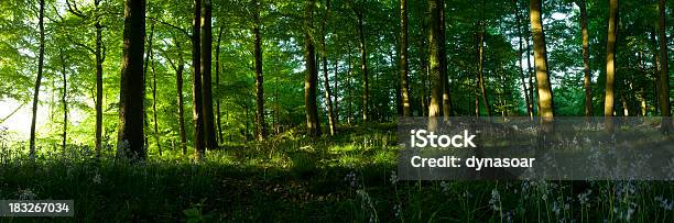 Sonnenaufgang Im Wald Frühlingwaldpanorama Stockfoto und mehr Bilder von Baum - Baum, Blatt - Pflanzenbestandteile, Blume