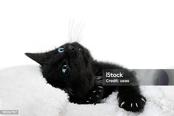 Blaue Augen Schwarze Kätzchen Stockfoto und mehr Bilder von Ausgebleicht - Ausgebleicht, Bademantel, Blaue Augen