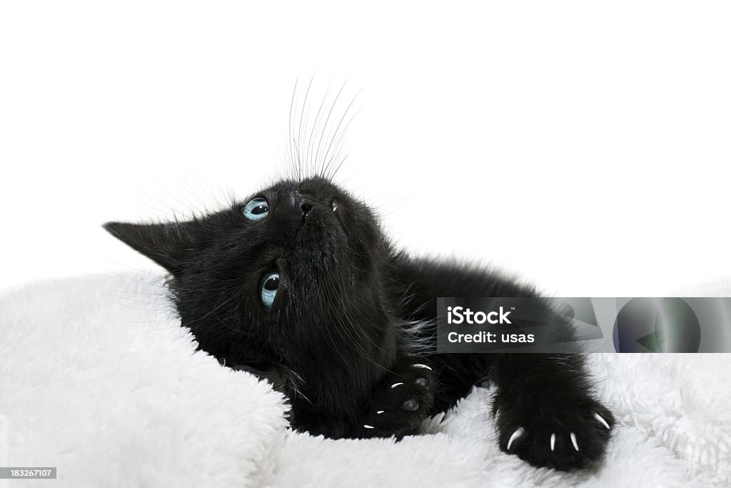 Yeux bleus noir Chaton - Photo de Animal femelle libre de droits