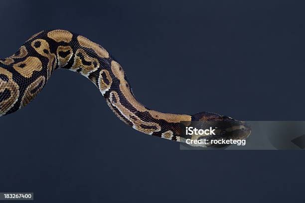 Python Dokładnie - zdjęcia stockowe i więcej obrazów Pyton - wąż - Pyton - wąż, Bunt, Czarne tło