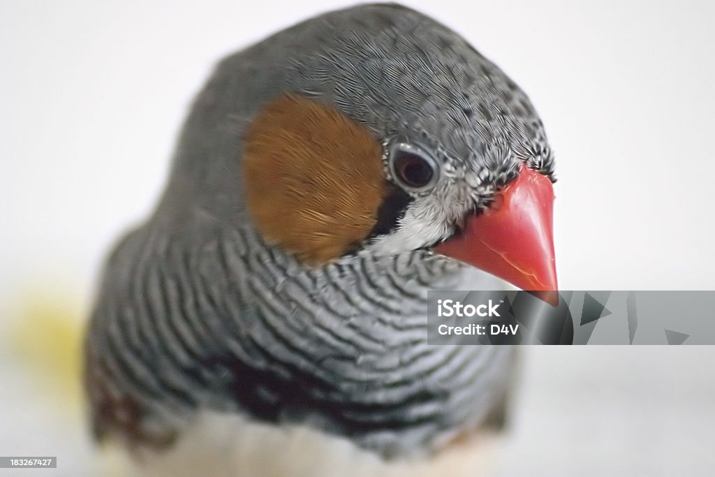 Zebra Finch Upclose - Foto stock royalty-free di Diamante mandarino