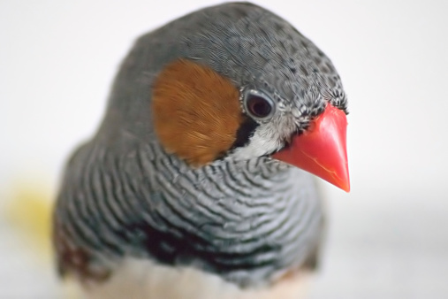 Zebra Finch Upclose. Macro or Closeup Shot of a very small (about an inch tall) Zebra Finch (male).  These birds are no larger than 2 inches long and maybe an inch wide.  Oh and they move as fast as a cheetah on steroids. (Please comment if you download)